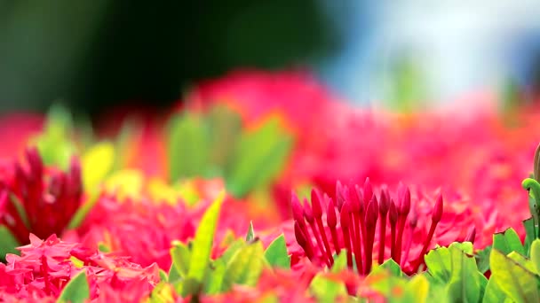 在朦胧的花园背景中，红色的伊索拉花朵和绿叶 — 图库视频影像
