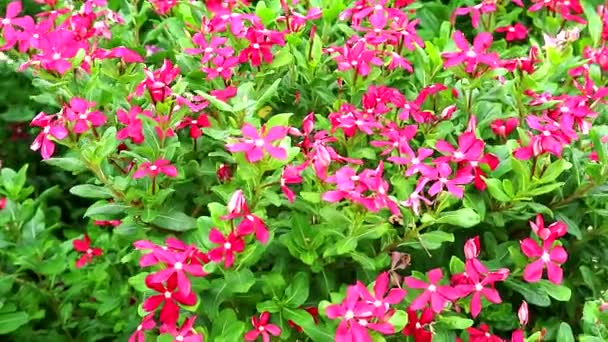 Red madagasca periwinkle, rose periwinkle and green grass in the garden — Stock Video