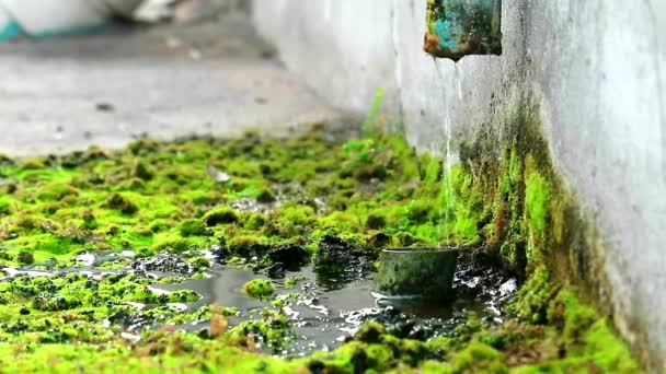 Hasarlı borulardan gelen atık su betonda yosunların büyümesine neden oluyor, krizde konsept hayatta kalma. — Stok video