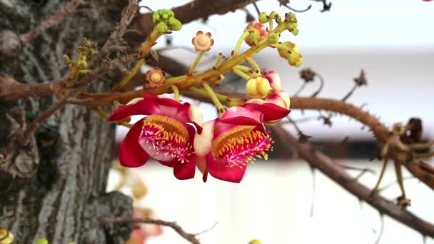 Propriétés des fleurs de boule de canon que le caoutchouc peut être utilisé comme astringent, hémostatique, pour traiter les ampoules cutanées — Video