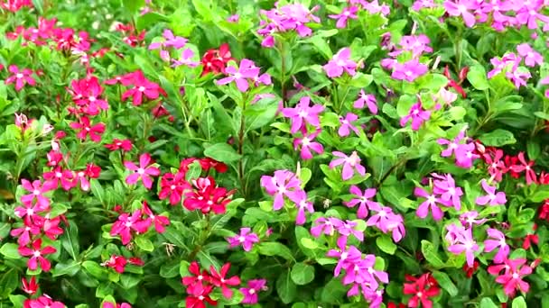 Ροζ κόκκινο μαναγκάσκα periwinkle, τριαντάφυλλο periwinkle και πράσινα φύλλα στον κήπο — Αρχείο Βίντεο