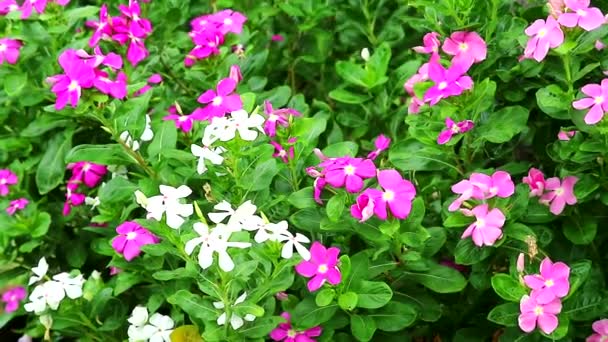 Rosa madagasca bianca pervinca, rosa pervinca e foglie verdi in giardino2 — Video Stock