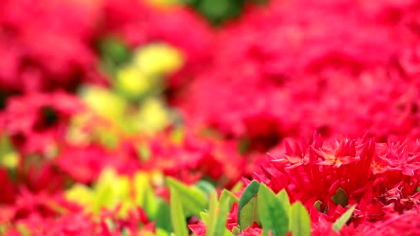 Piros Ixora virágok és zöld levelek a homályos kert hátterében1 — Stock videók