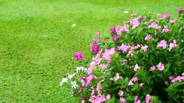 pink white madagasca periwinkle, rose periwinkle and green grass in garden