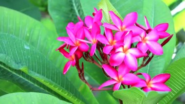 Plumeria magenta flowers and green leaves  in the garden background1