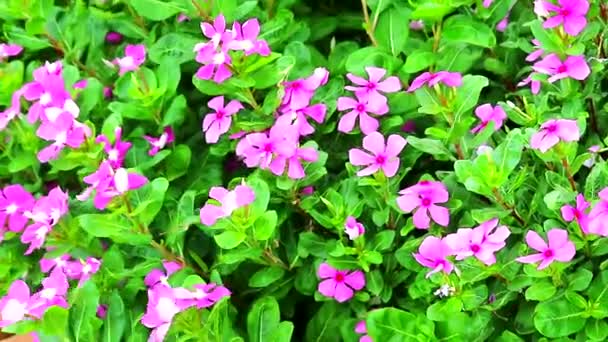Розовый Мадагаска periwinkle, розовый periwinkle зеленые листья в саду — стоковое видео