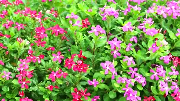 Pink red madagasca periwinkle, rose periwinkle and green leaves in the garden — Stockvideo