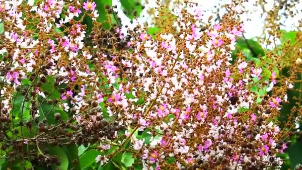 Queen Crepe Myrtle, India büszkesége virágzik a kertben ősszel — Stock videók