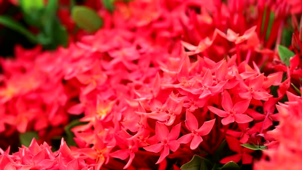 Red Ixora flowers and green leaves in the garden background1 — Stockvideo