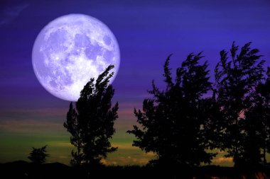 Full Crow Moon and silhouette tree in the field and night sky