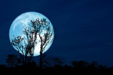 Full Crust blue Moon and silhouette tree in the field and night 