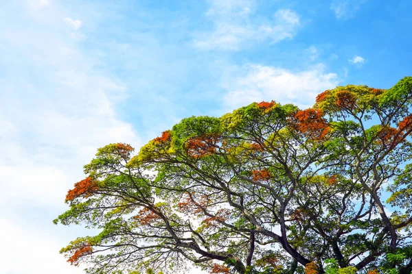 Colorful leaves on branch tree change color in the autumn — 스톡 사진