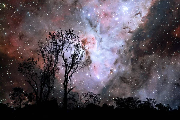 Silhouette dry tree in the field and nebula galaxy on night sky — Stockfoto