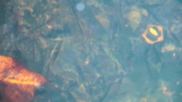 模糊的蝌蚪在水泡的底部找到食物吃 — 图库视频影像