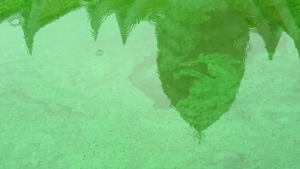 鲶鱼是耐久的，能够生活在比其他动物长的蓝绿色海藻的有毒水中 — 图库视频影像