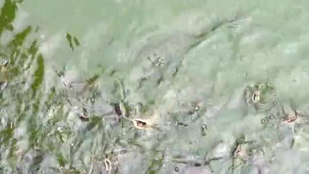 Centenas de peixes-gato, poder, e outros peixes Scramble para comer comida no lago — Vídeo de Stock