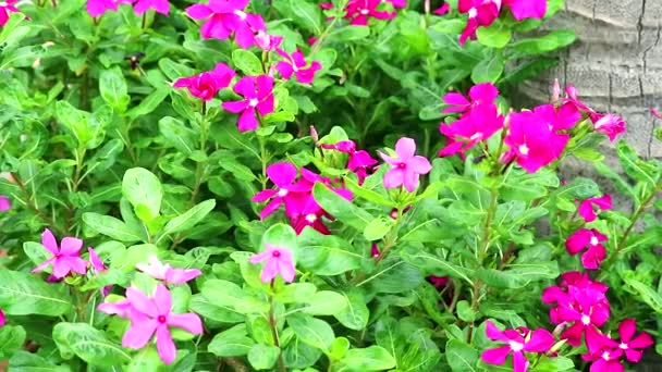 Rosa magenta madagasca periwinkle, rosa periwinkle y hojas verdes en el jardín — Vídeo de stock