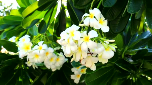 Plumeria bílé květy a zelené listy v zahradním pozadí — Stock video