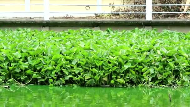 The problem of invading weeds entering the house fence Can be seen everywhere in the city1 — Wideo stockowe