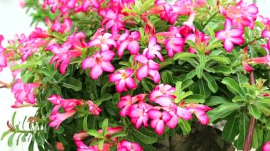 Azalea Adenium küçük tek yaprak, kaşık şeklinde, kırmızı taç yaprakları, borunun tabanındaki yapraklar 5 köşeli bir uçtur.