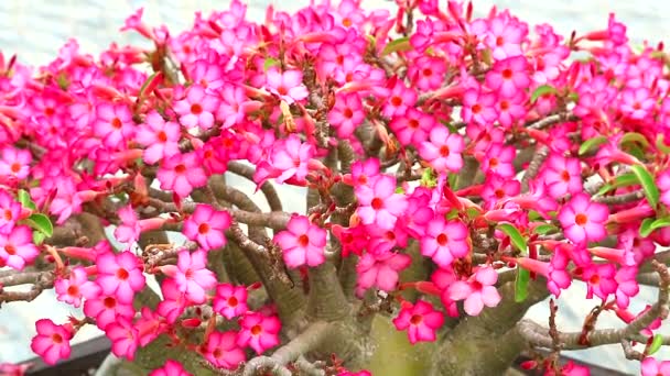 Azalea Adenium Kis Egylevelű Kanál Alakú Vörös Szirmok Szirmok Alján — Stock videók