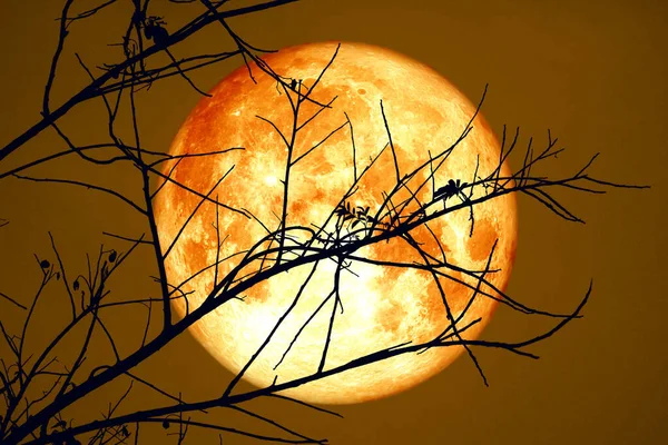 Bulan Super Blood Cold Langit Yang Gelap Dan Pohon Kering — Stok Foto