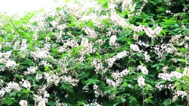 Mücevher sarmaşığı, domuz sarmaşığı, Malay mücevheri kökün sarhoş bir tadı vardır ve iksir olarak kullanılır.