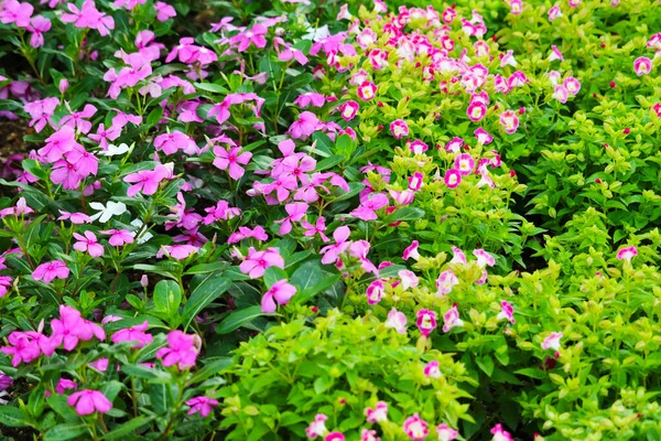 Luz Rosa Branco Madagasca Periwinkle Rosa Periwinkle Folhas Verdes Jardim — Fotografia de Stock