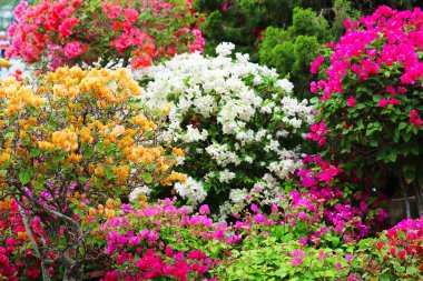 Bahçedeki çok renkli Bougainvillea çiçek ağacı ve doğal çiçek çiti