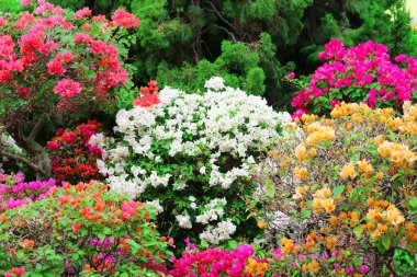 Parktaki çok renkli Bougainvillea çiçek ağacı ve doğal çiçek çiti