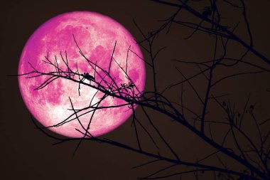 Karanlık gökyüzünde Süper Pembe Kunduz Ay ve gece kuru siluet ağacı, Nasa tarafından döşenmiş bu görüntünün elementleri