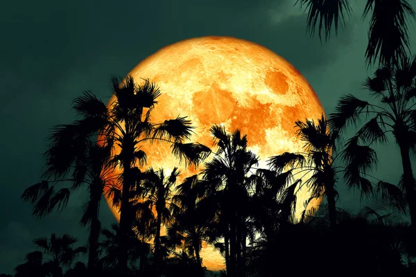 Pink Full Hunger Moon Night Sky Back Silhouette Palm Tree — Stock Photo, Image