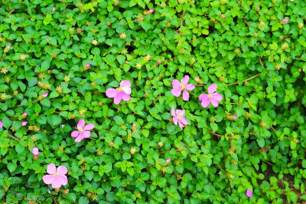 Señora Rosa Chal Español Heterocentron Elegans Flor Rosa Floreciendo Jardín — Foto de Stock