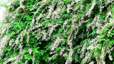 Mücevher sarmaşığı, domuz sarmaşığı, banyan ağacında Malay mücevheri.