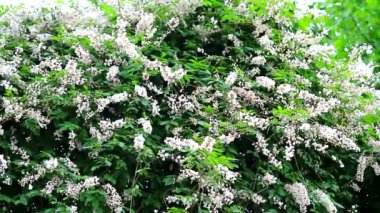 Mücevher sarmaşığı, domuz sarmaşığı, banyan ağacında Malay mücevheri.