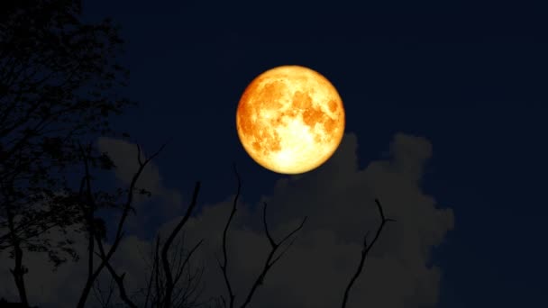 4k Super lua aqua subir de volta na silhueta árvore ramo seco no céu noturno1 — Vídeo de Stock