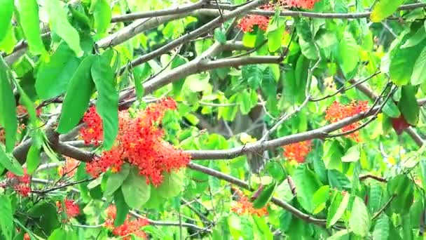 Asoka, Saraca, Sorrowless tree bouquet flowers is blooming in the garden — Stock Video