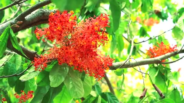 Asoka, Saraca, Sorrowless tree bouquet flowers is blooming in the garden1 — Stock Video