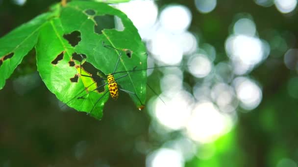 Long Horned Borer Beetle äter blad till avel i regnperioden — Stockvideo