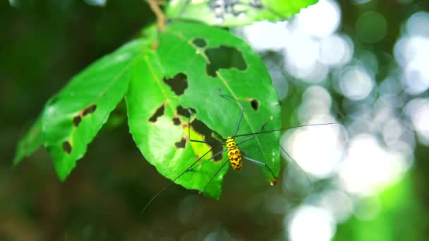 Long Horned Borer Beetle äter blad till avel i regnig årstid1 — Stockvideo