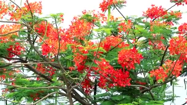 Royal Poinciana, parkta Alev Ağacı yaz mevsiminde rüzgarla hareket ediyor. — Stok video