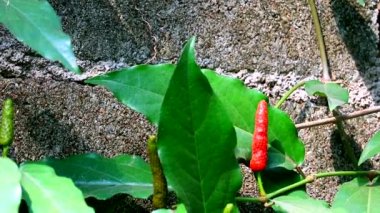 Bahçede uzun biberli sebze sarmaşığı kaşıntıyı azaltır, öksürüğü azaltır, grip ilacını azaltır diş ağrısını azaltır felç zehirlenmesini önler..