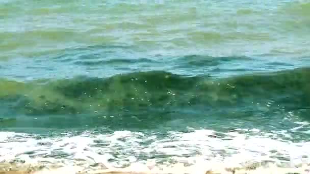 Blauwgroene algen Verontreiniging van de zee en milieuverontreiniging op het strand — Stockvideo