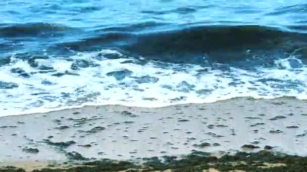 蓝绿色藻类海滩沙滩上的海洋污染和环境污染 — 图库视频影像