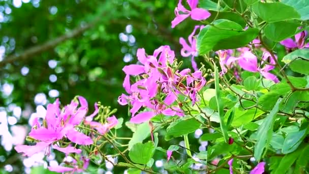 Fialový orchidej strom, fialový Bauhinia růžový květ kvetoucí v zahradě — Stock video