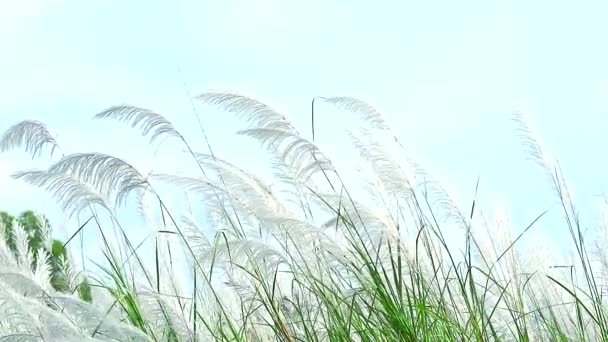 Saccharum spontaneum коричнева трава квіти танцюють на фоні польового танцю блакитного неба — стокове відео