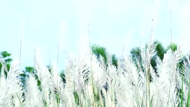 フィールドダンスと青空の中でサッカリウムのスポンタニウム茶色の草の花のダンス — ストック動画