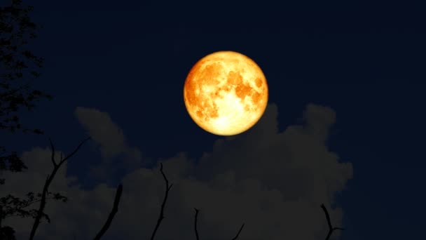 4k Super aqua lua subir de volta na silhueta árvore ramo seco no céu noturno — Vídeo de Stock