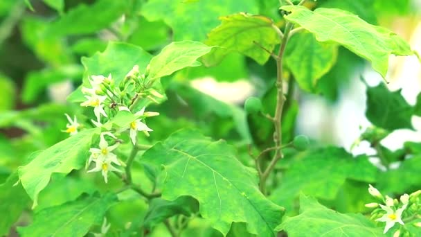 Patlıcan, hindi üzümü, bezelye patlıcan sebze sosu gibi çiğ yiyebilir ya da yanmış ızgara ile pişirebilir. — Stok video