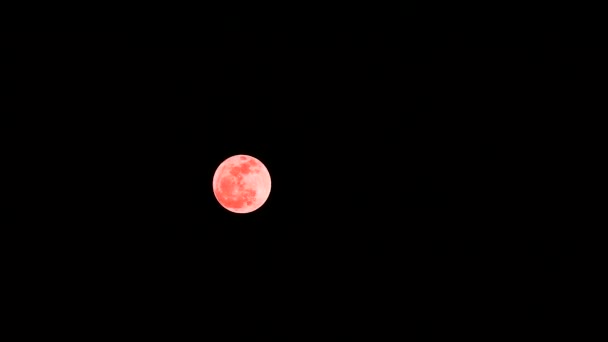 Full Orange oak moon in the clear night sky with out cloud time lapse — Stock Video